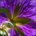 Geranium Geranium